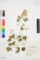 串鼻龍藏品圖，第1張