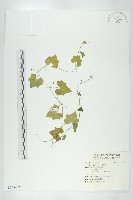 垂果瓜藏品圖，第1張