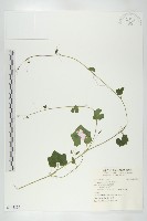 垂果瓜藏品圖，第1張