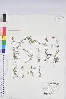 匐根大戟藏品圖，第1張