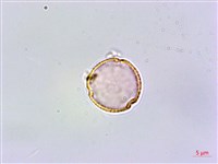 恆春鉤藤藏品圖，第1張