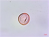 恆春鉤藤藏品圖，第3張