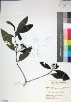 薄葉玉心花藏品圖，第1張