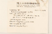 銀膠菊藏品圖，第2張