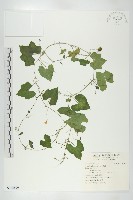 垂果瓜藏品圖，第1張