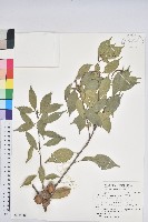 油葉石櫟藏品圖，第1張