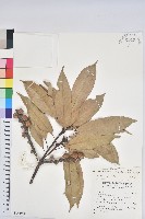 嶺南柯藏品圖，第1張