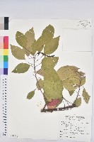 白臼藏品圖，第1張