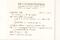 雙花蟛蜞菊藏品圖，第2張