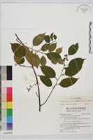 桶鉤藤藏品圖，第1張