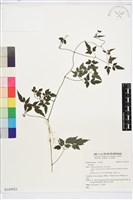 田村氏鐵線蓮藏品圖，第1張