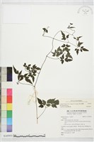 田村氏鐵線蓮藏品圖，第2張