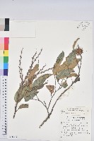 細刺苦櫧、草野錐果藏品圖，第1張