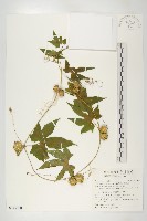 雙輪瓜藏品圖，第1張