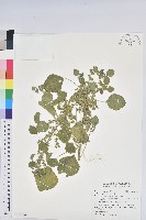 印度鐵莧藏品圖，第1張