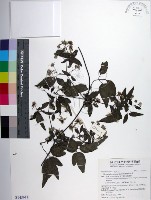 臺灣鐵線蓮藏品圖，第1張