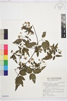 臺灣鐵線蓮藏品圖，第2張