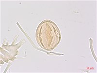 山香圓藏品圖，第2張