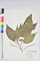 臺灣鐵莧藏品圖，第1張