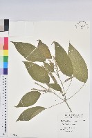 臺灣鐵莧藏品圖，第1張