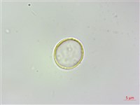 火燄桑葉麻藏品圖，第1張