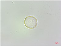 火燄桑葉麻藏品圖，第2張