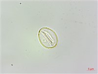 火燄桑葉麻藏品圖，第3張