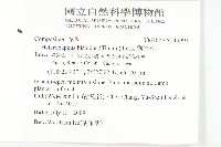 狗娃花藏品圖，第2張