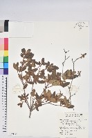 桃金孃藏品圖，第1張