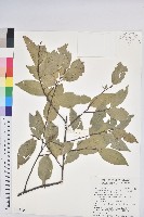 長尾尖葉櫧藏品圖，第1張