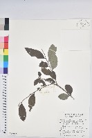 裡白饅頭果藏品圖，第1張