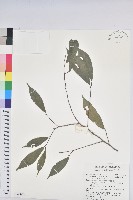 南投五月茶藏品圖，第1張