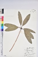 西施花藏品圖，第1張