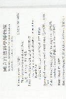 杜英、山杜英、蘭嶼杜英藏品圖，第2張