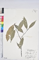 大葉苦櫧藏品圖，第1張