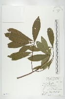 杜英、山杜英、蘭嶼杜英藏品圖，第1張