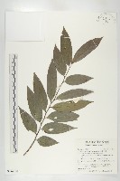 軟毛柿藏品圖，第1張