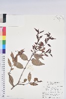 巒大越橘藏品圖，第1張