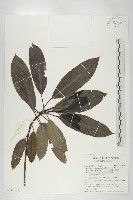 奧氏虎皮楠藏品圖，第1張