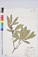 捲斗櫟藏品圖，第1張