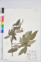 粗糠柴藏品圖，第1張