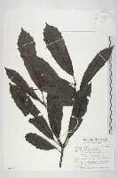 桃葉珊瑚藏品圖，第1張