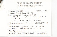 桃葉珊瑚藏品圖，第2張