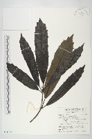 桃葉珊瑚藏品圖，第1張