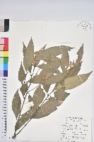 杏葉石櫟、校栗、校櫟藏品圖，第1張