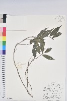 南投五月茶藏品圖，第1張