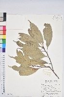 短尾葉石櫟、嶺南柯`東南石櫟藏品圖，第1張