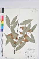 火燒柯、栲樹藏品圖，第1張