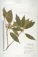 薯豆藏品圖，第1張