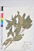 粗糠柴藏品圖，第1張